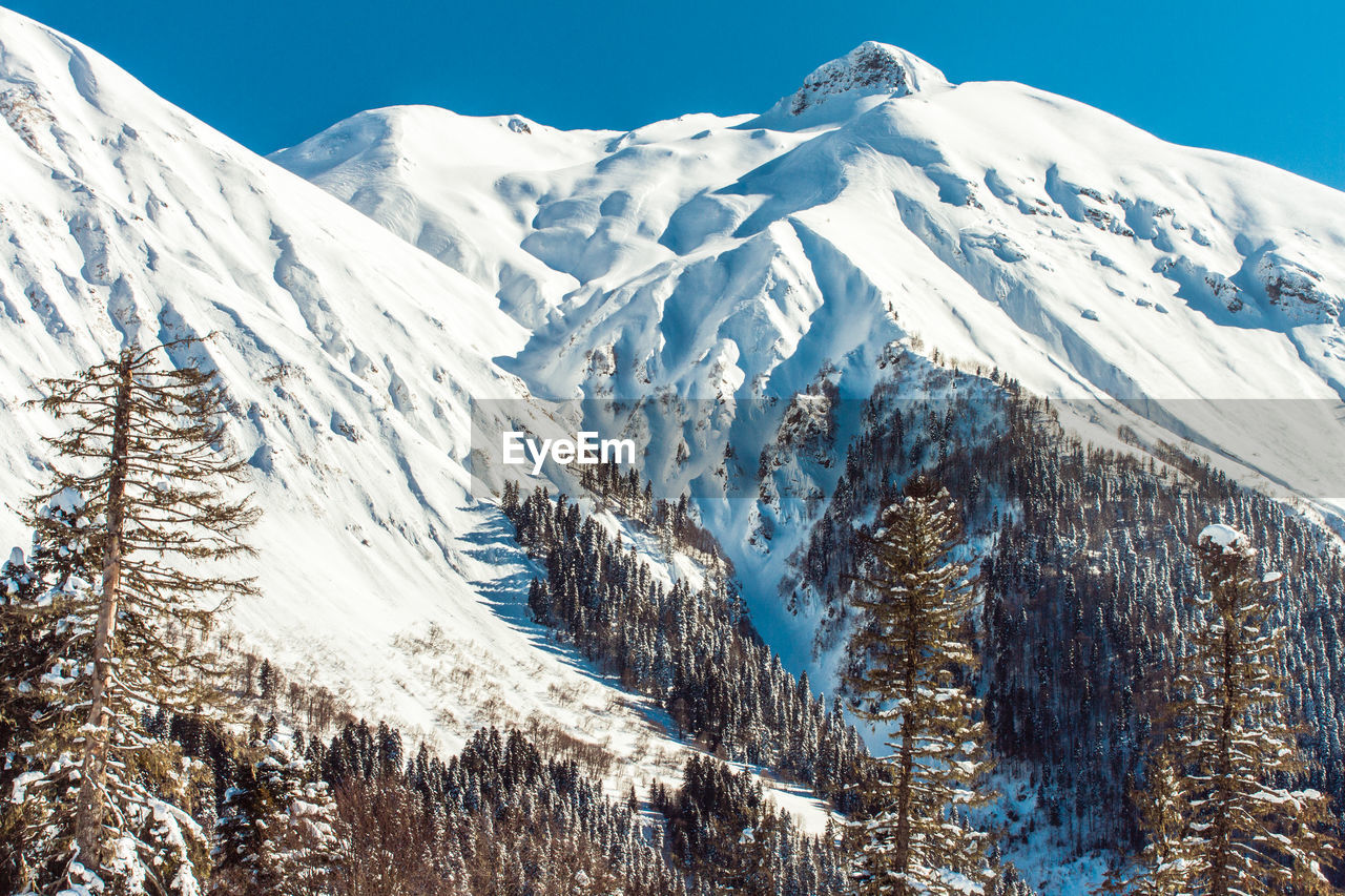 Pine trees on snowcapped mountains against sky