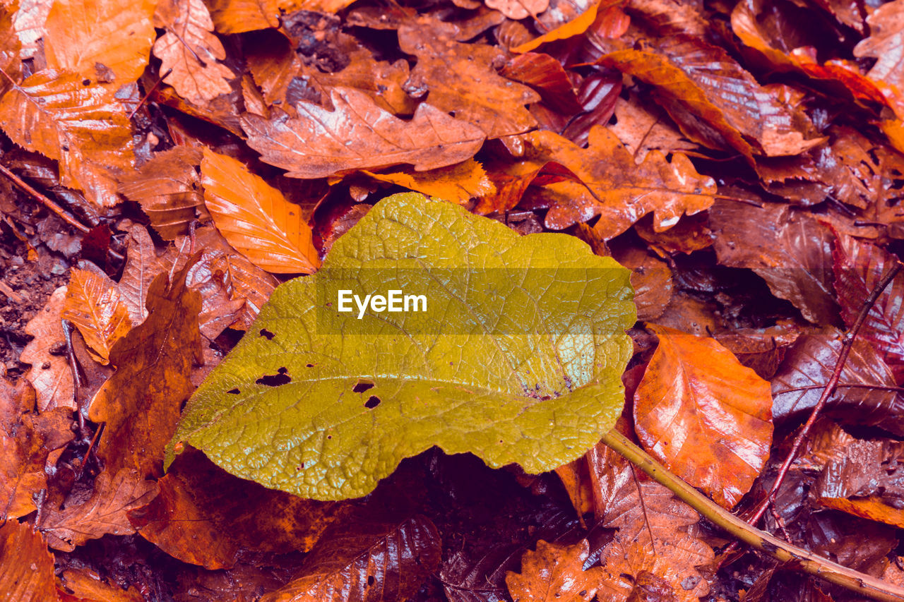 FULL FRAME SHOT OF YELLOW LEAVES