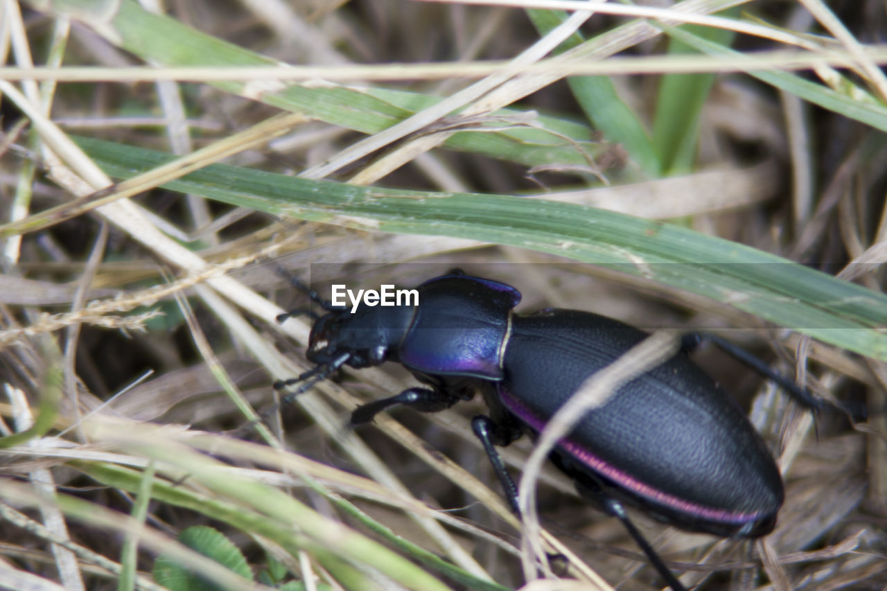 CLOSE-UP OF INSECT ON STEM