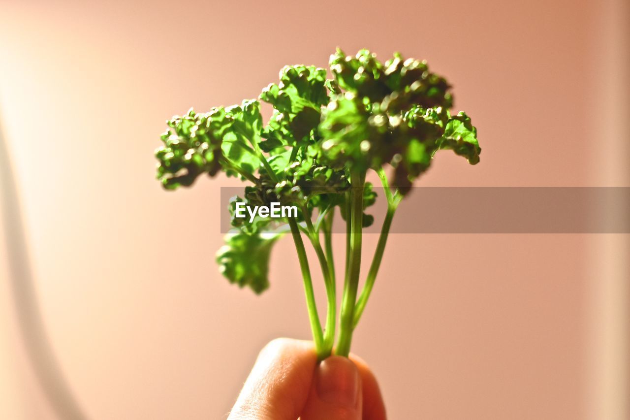 Cropped image of hand holding vegetable