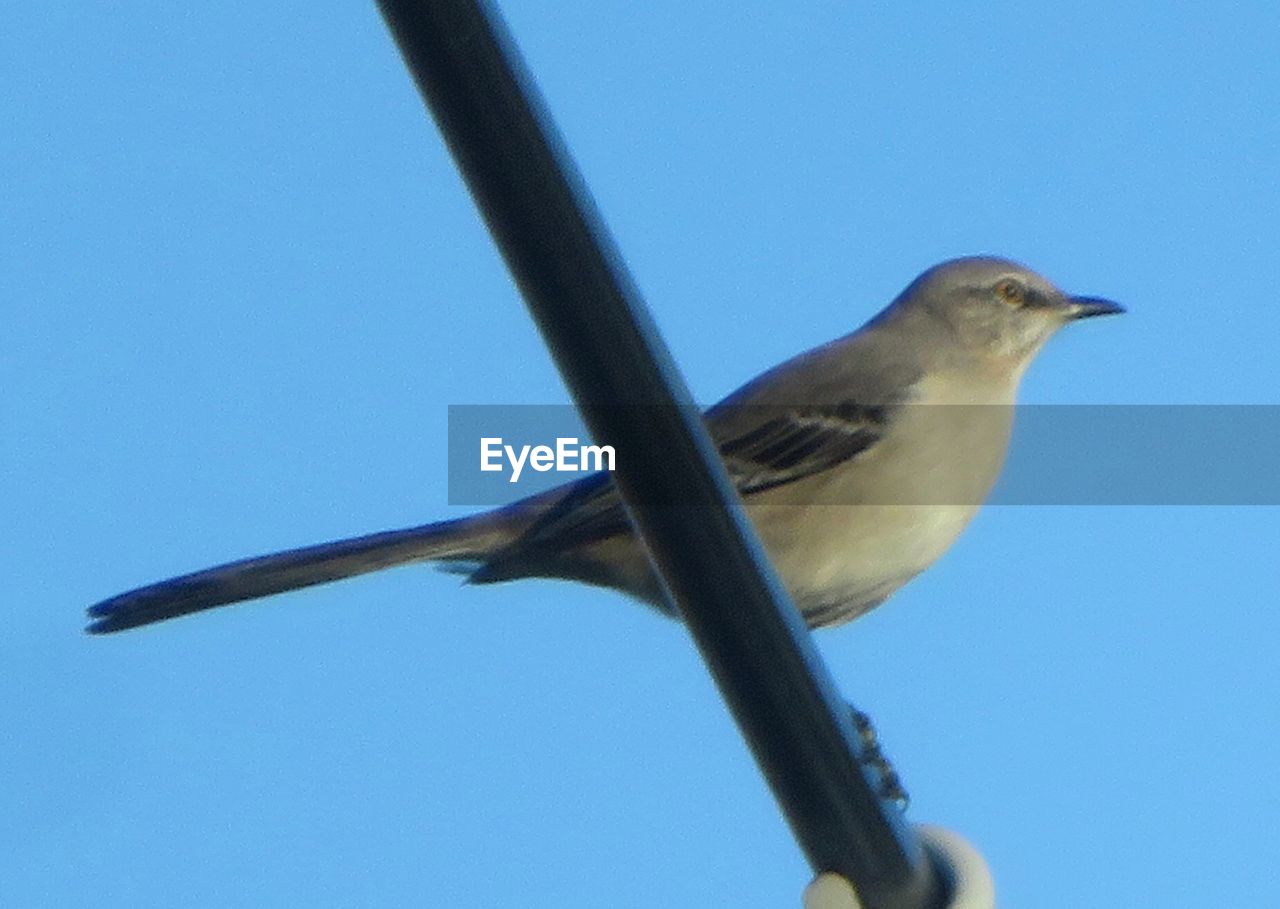LOW ANGLE VIEW OF BIRD AGAINST CLEAR SKY