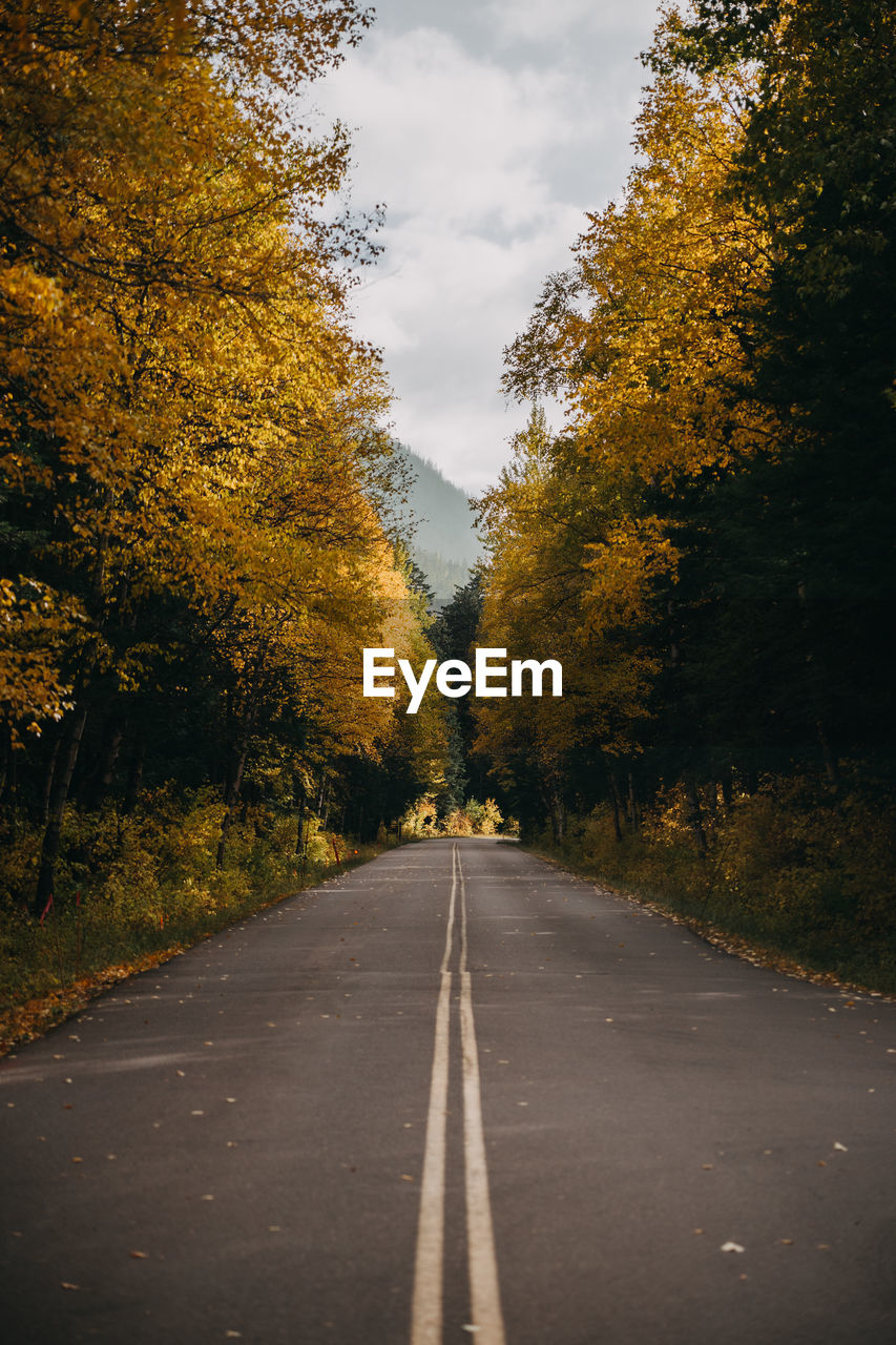 Empty road along trees