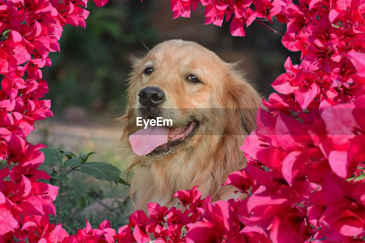 CLOSE-UP OF DOG WITH PINK FLOWERS IN BLOOM