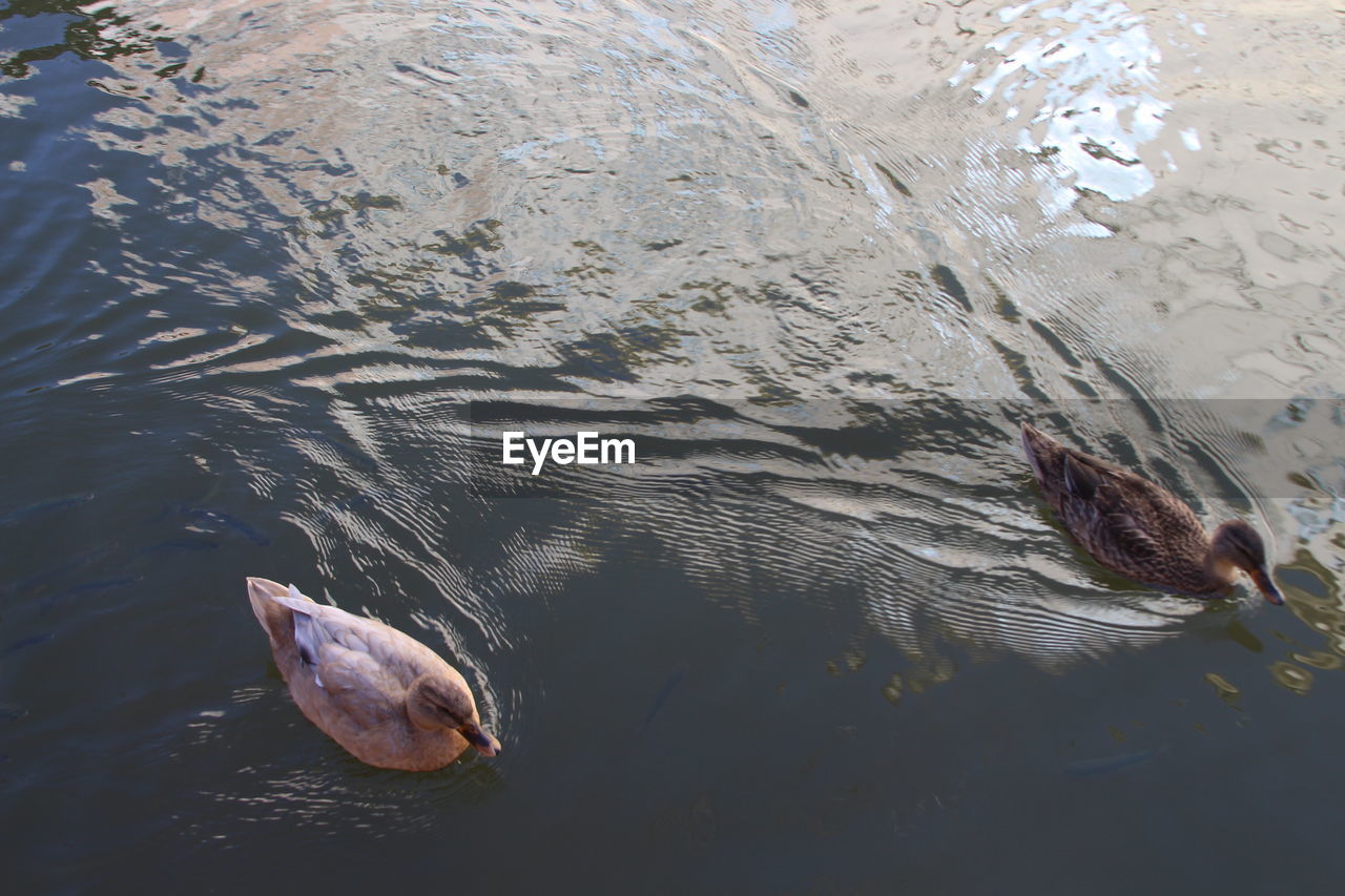 High angle view of fish swimming in lake