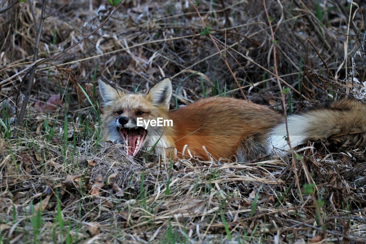 Red fox after  making a kill of a rodent in british columbia, canada