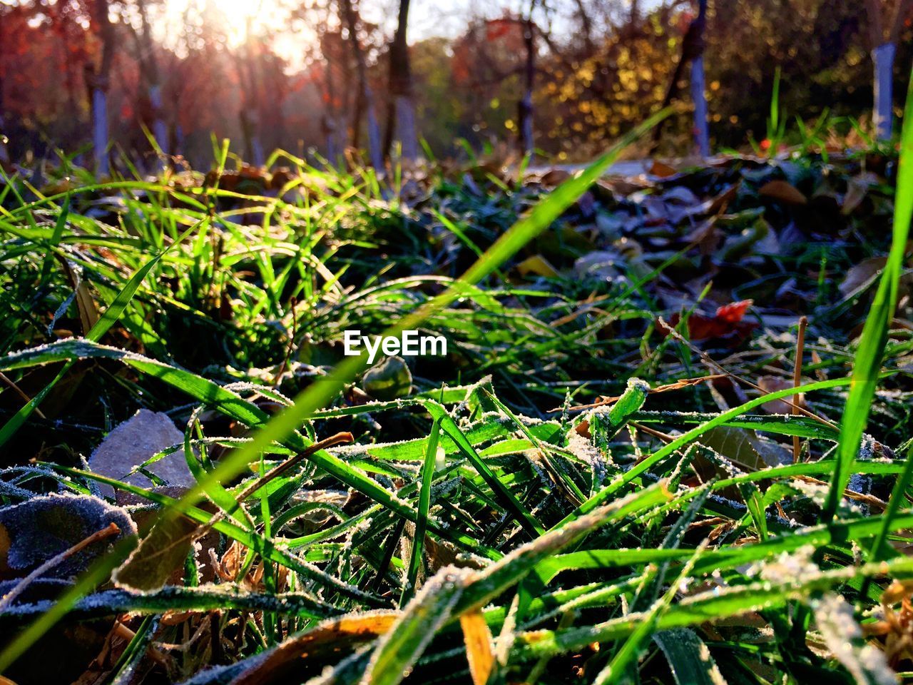 CLOSE-UP OF GRASS GROWING ON LAND