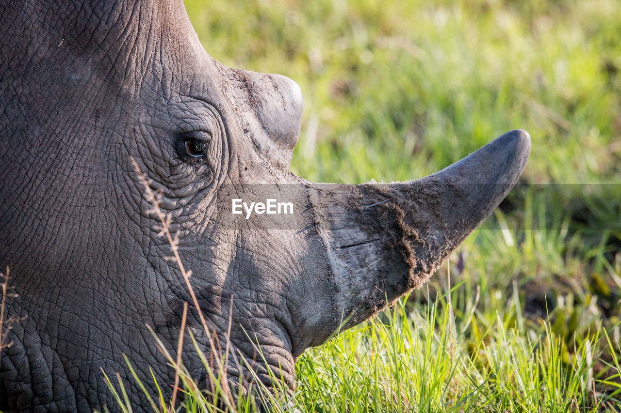 CLOSE-UP OF ELEPHANT