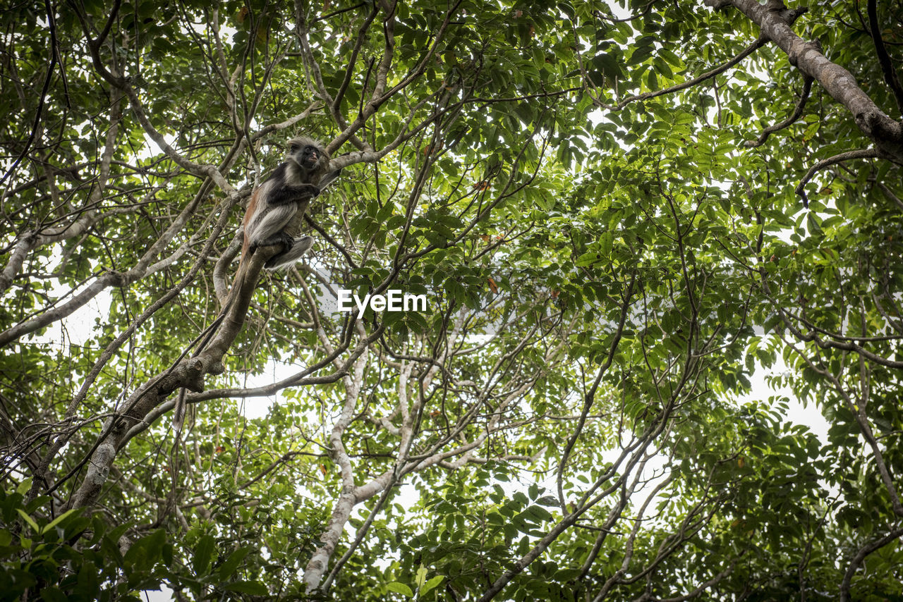 LOW ANGLE VIEW OF MONKEY ON TREE BRANCH