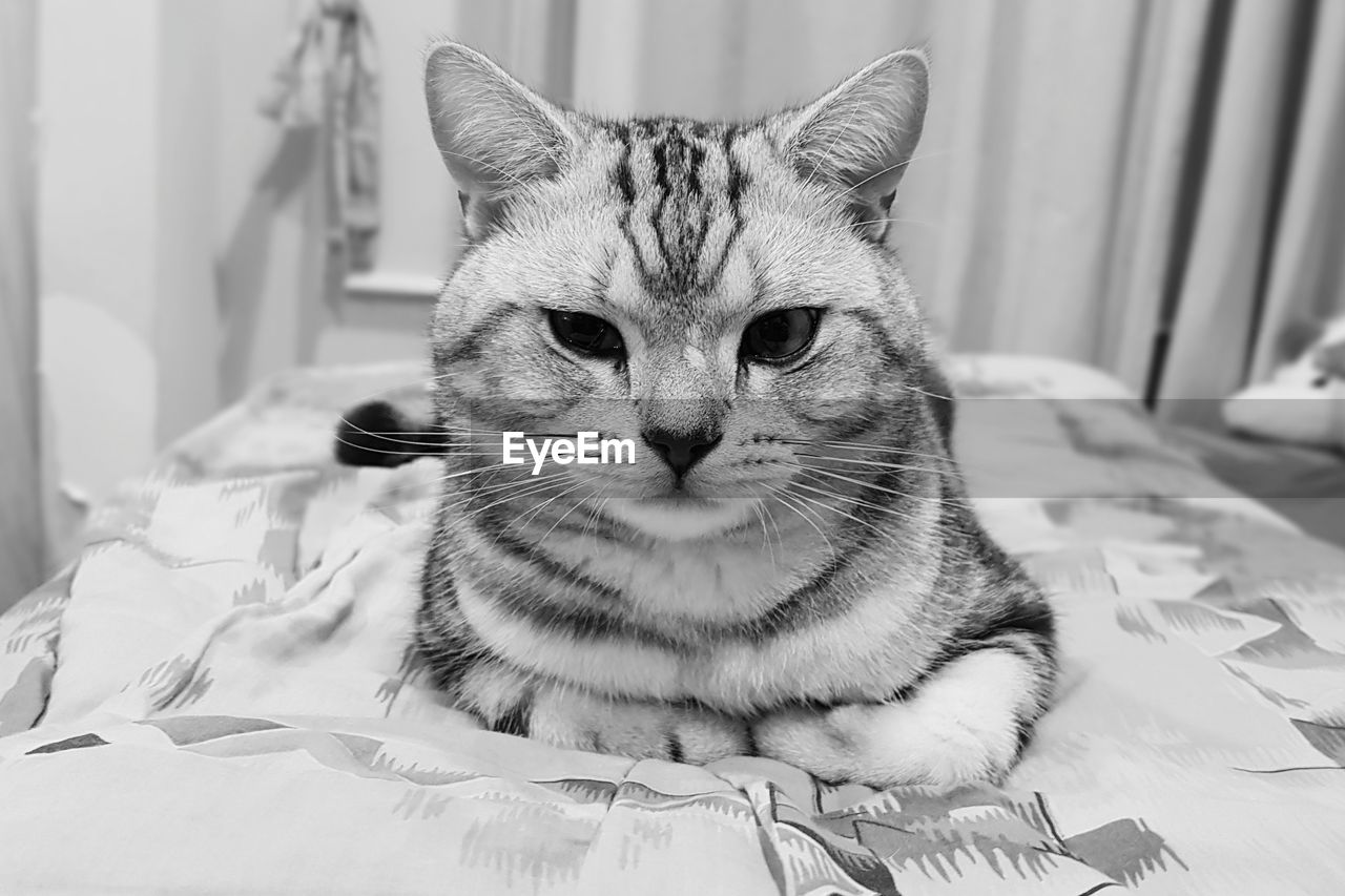 Portrait of cat sitting on bed at home