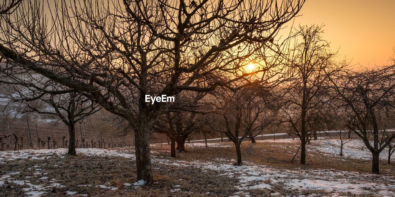 BARE TREES ON SNOWY LANDSCAPE