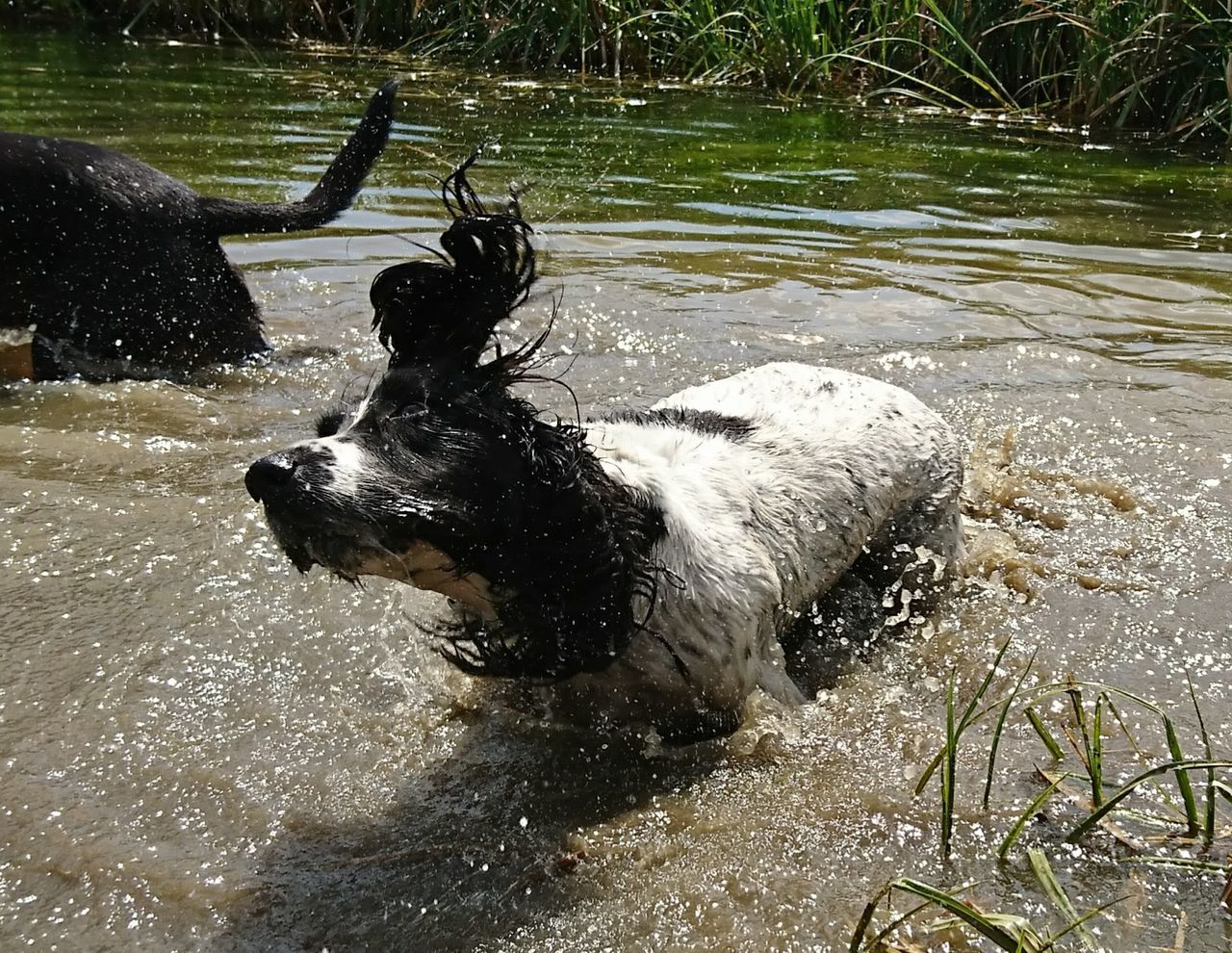 DOG IN WATER