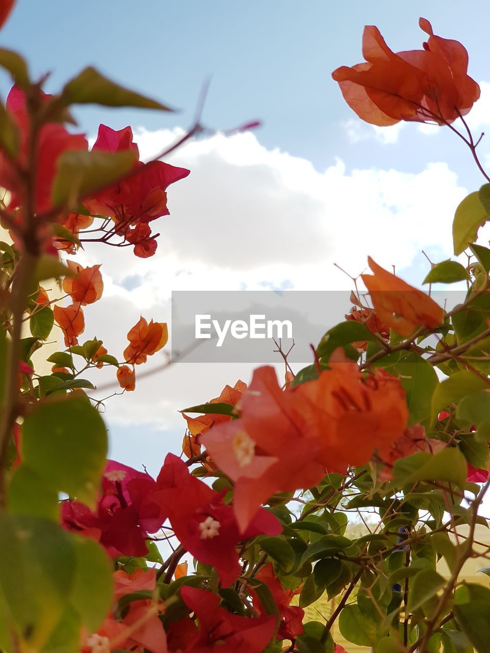 LOW ANGLE VIEW OF RED BOUGAINVILLEA BLOOMING AGAINST SKY