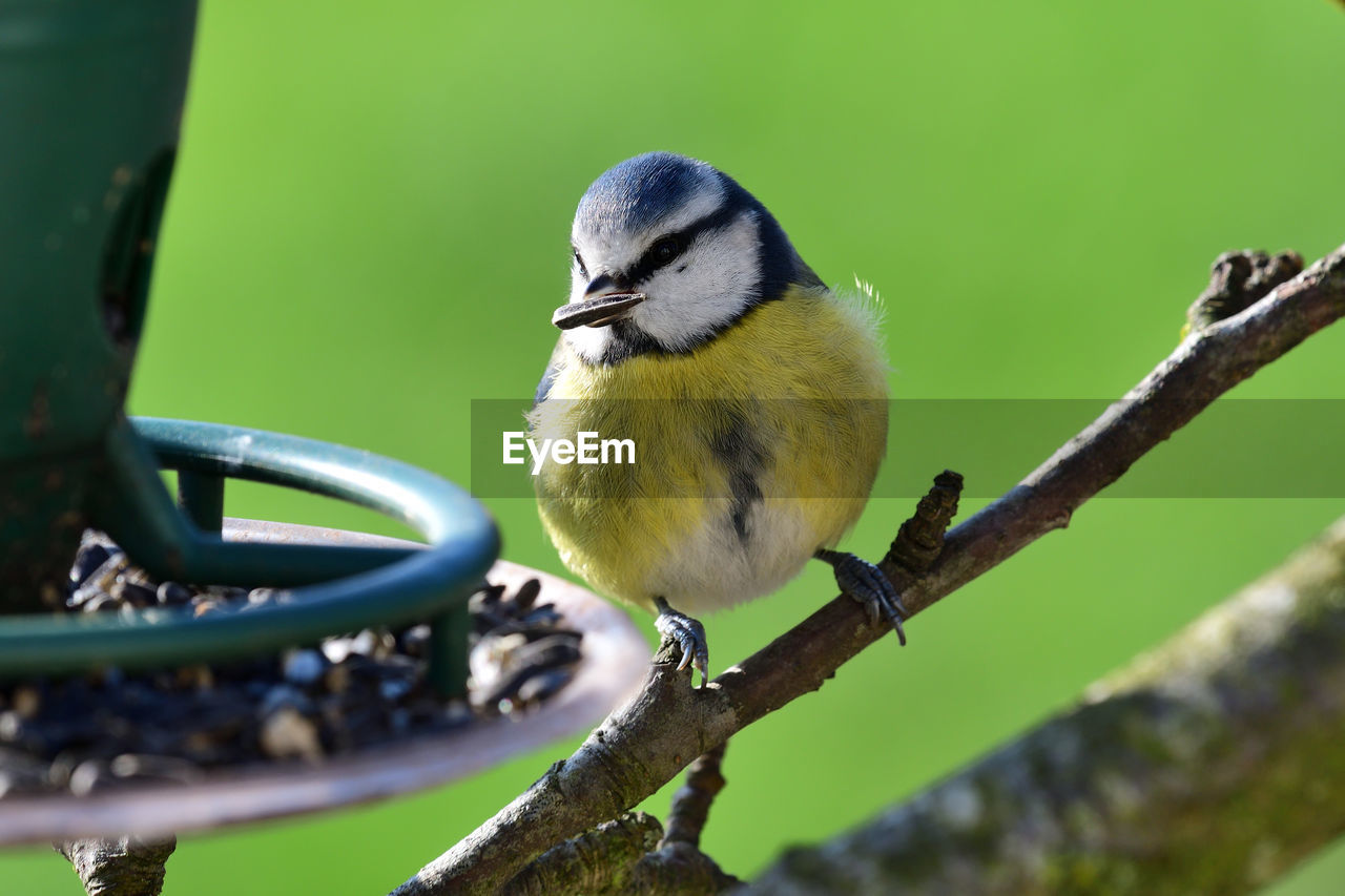 Close-up of a bluetit perching on a branch next to a bird feeder