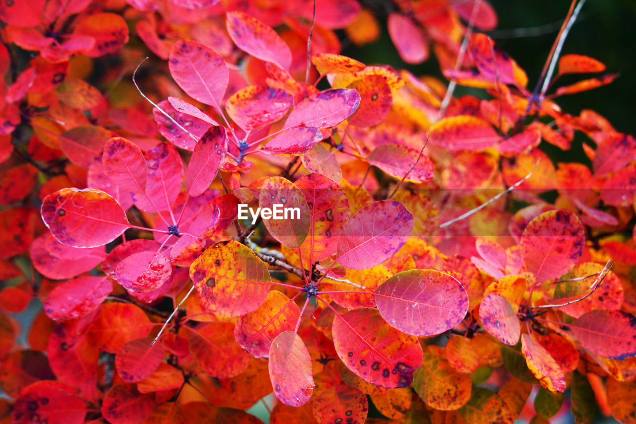 Close-up of red maple leaves