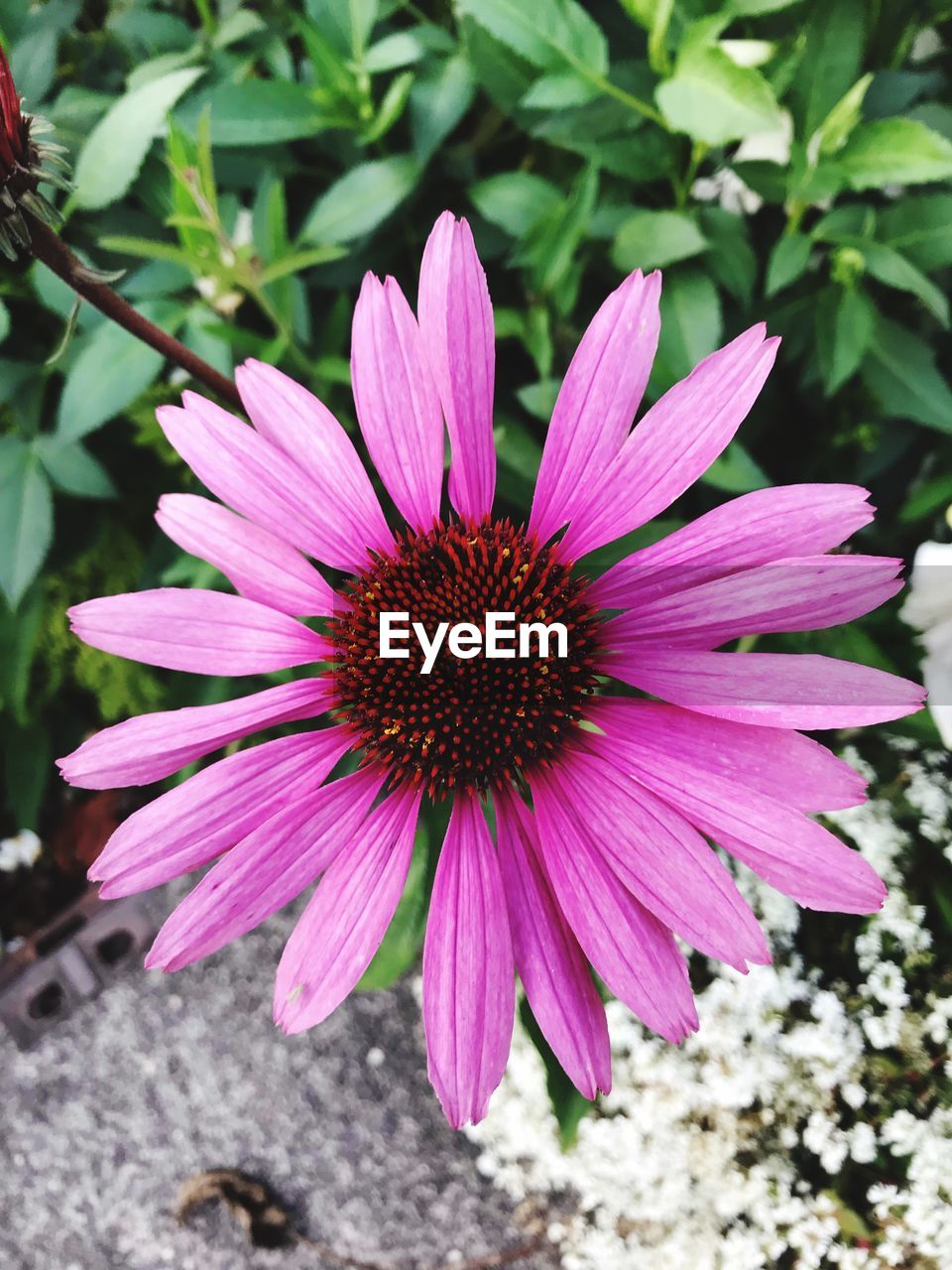 Close-up of pink flower