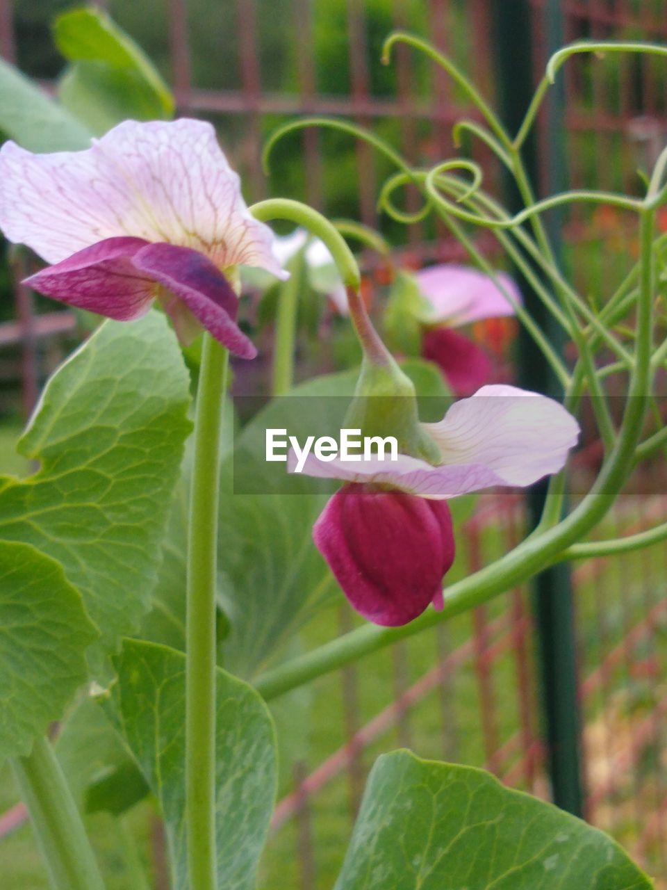 plant, flower, flowering plant, freshness, beauty in nature, growth, close-up, petal, fragility, plant part, leaf, nature, flower head, inflorescence, no people, pink, focus on foreground, green, day, outdoors, plant stem, springtime, botany, purple, blossom