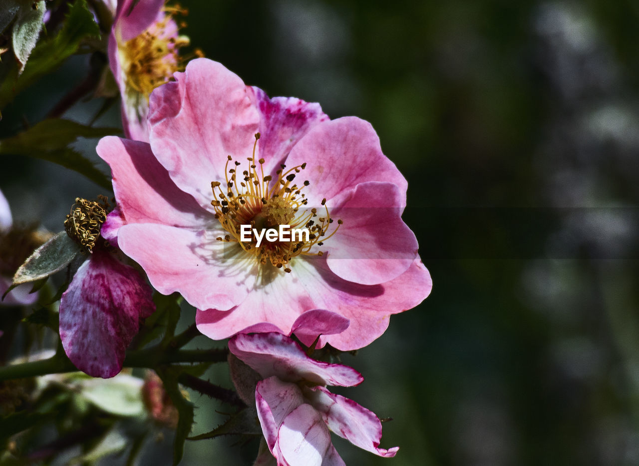 Close-up of pink flowers