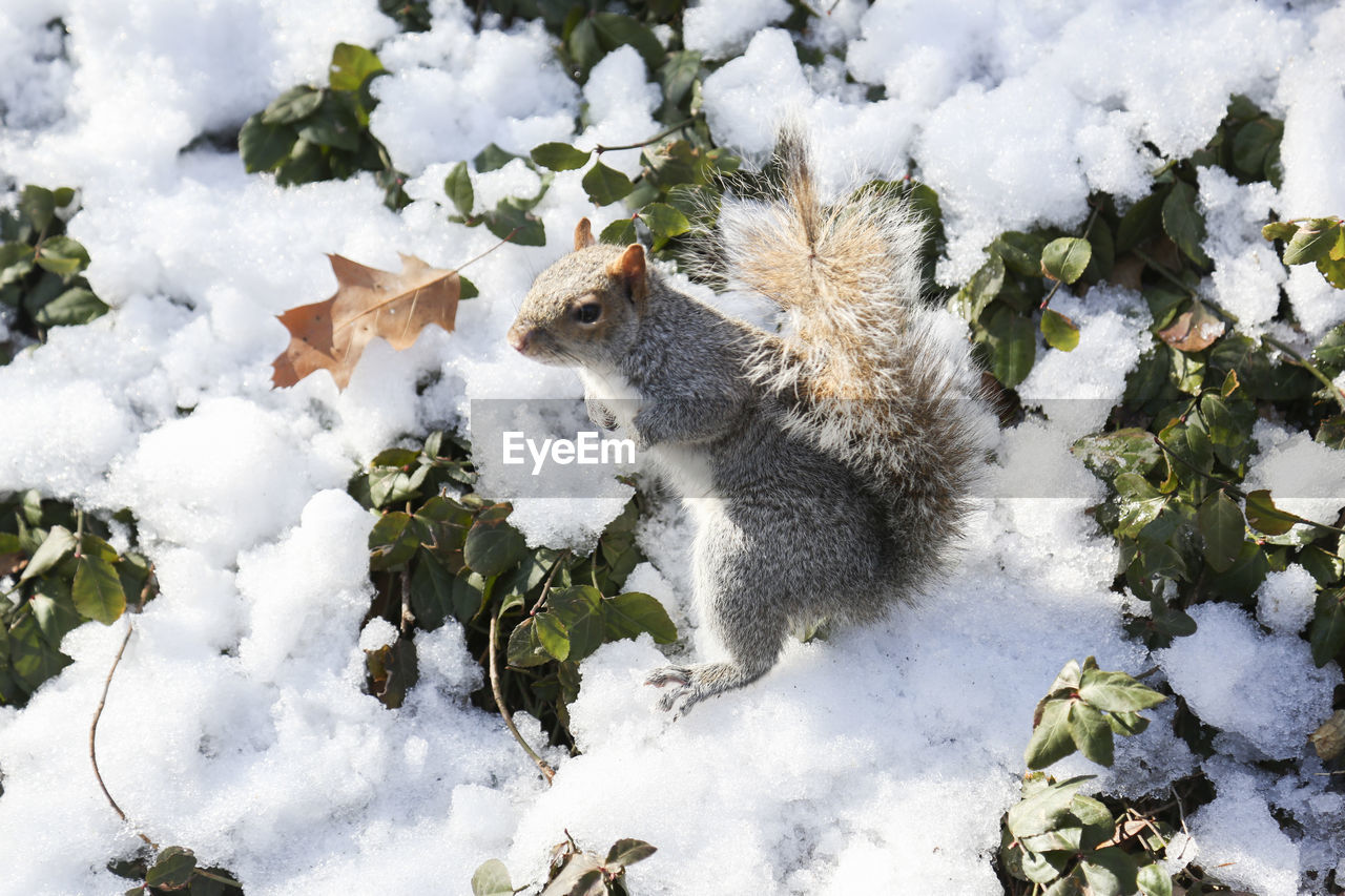 HIGH ANGLE VIEW OF WHITE SNOW COVERED FIELD