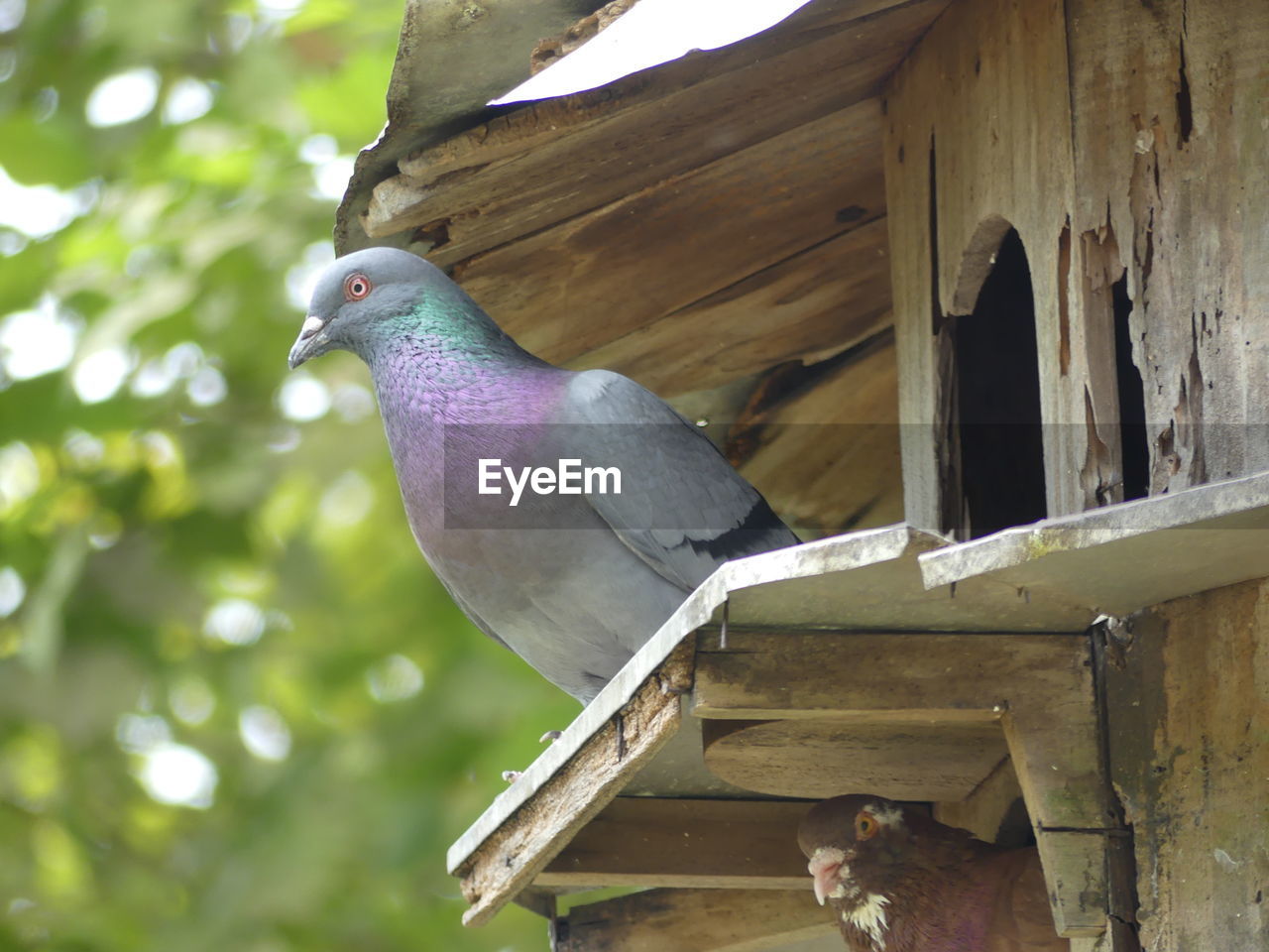 LOW ANGLE VIEW OF BIRD PERCHING ON WOOD AGAINST BLURRED BACKGROUND