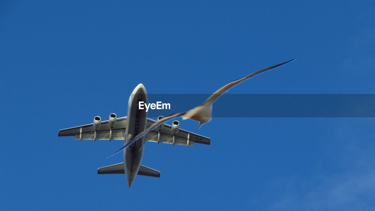 LOW ANGLE VIEW OF BIRDS FLYING OVER BLUE SKY