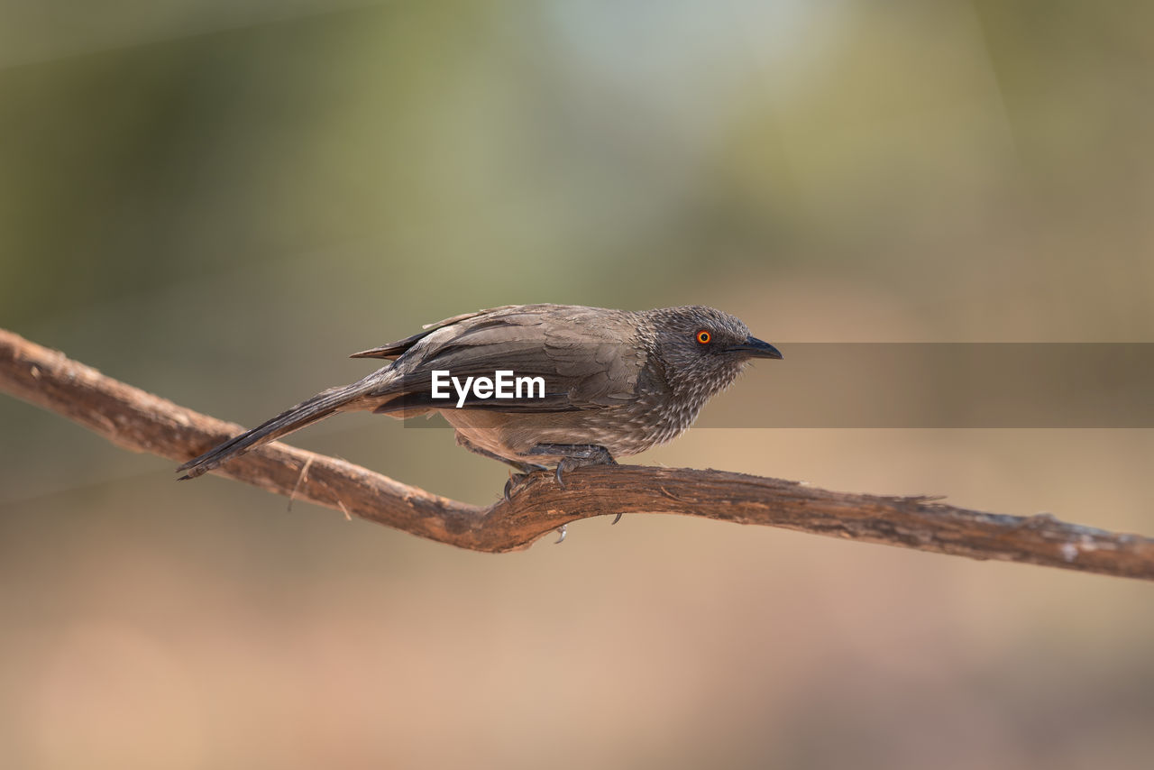 CLOSE-UP OF BIRD PERCHING ON A BRANCH