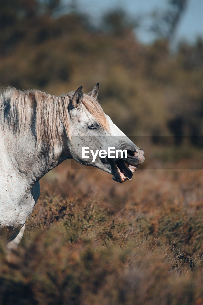 Side view of a horse on field