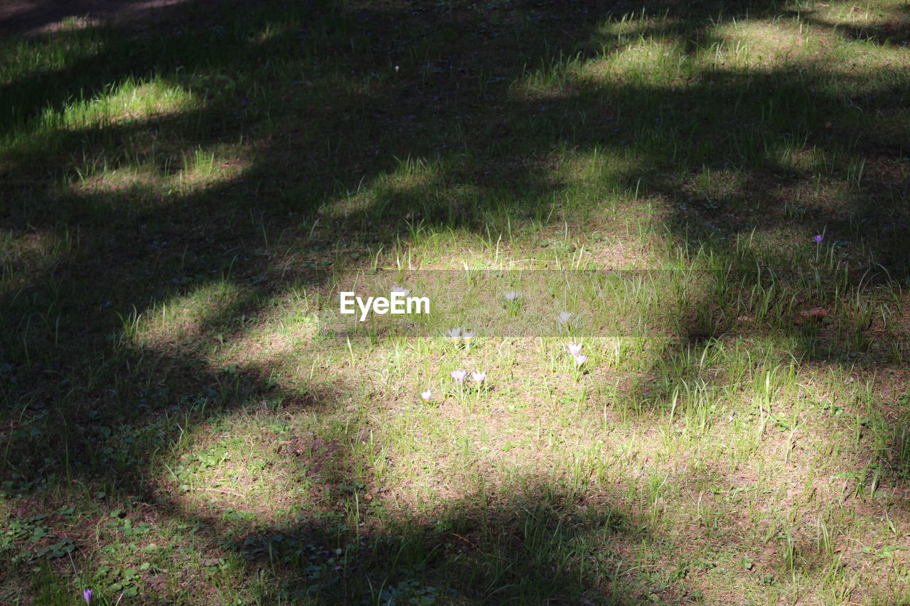 SHADOW ON GRASS IN FIELD