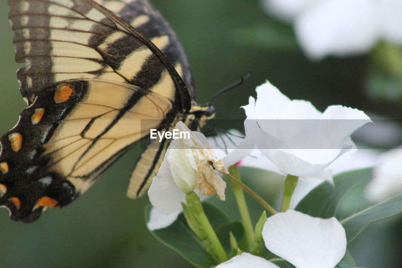 Close-up of butterfly pollinating on flower