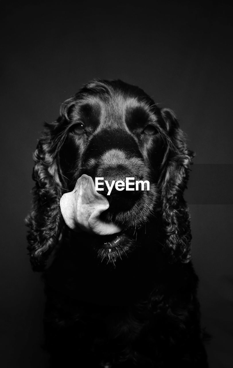Dog portrait 