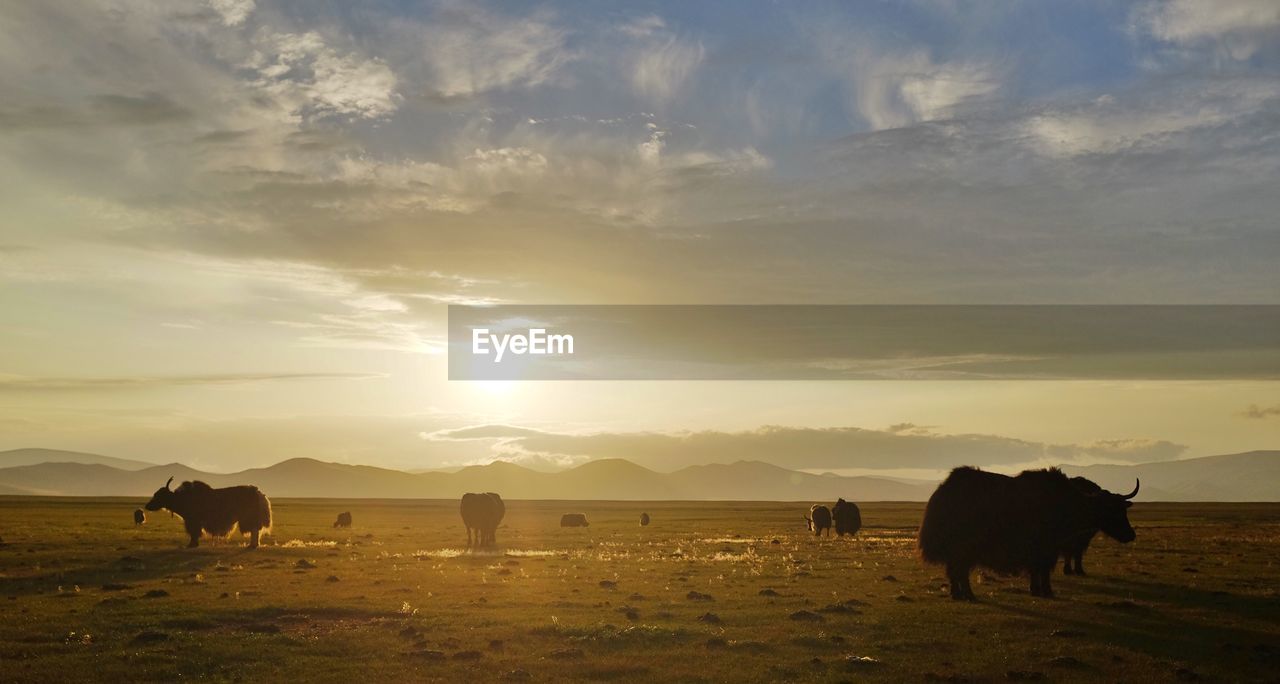 Animals grazing on field against sky during sunset