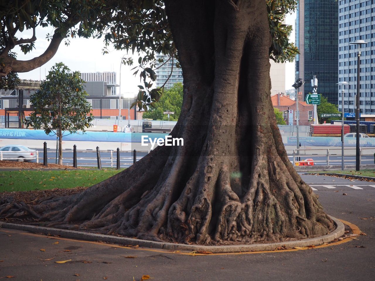 VIEW OF TREE IN CITY