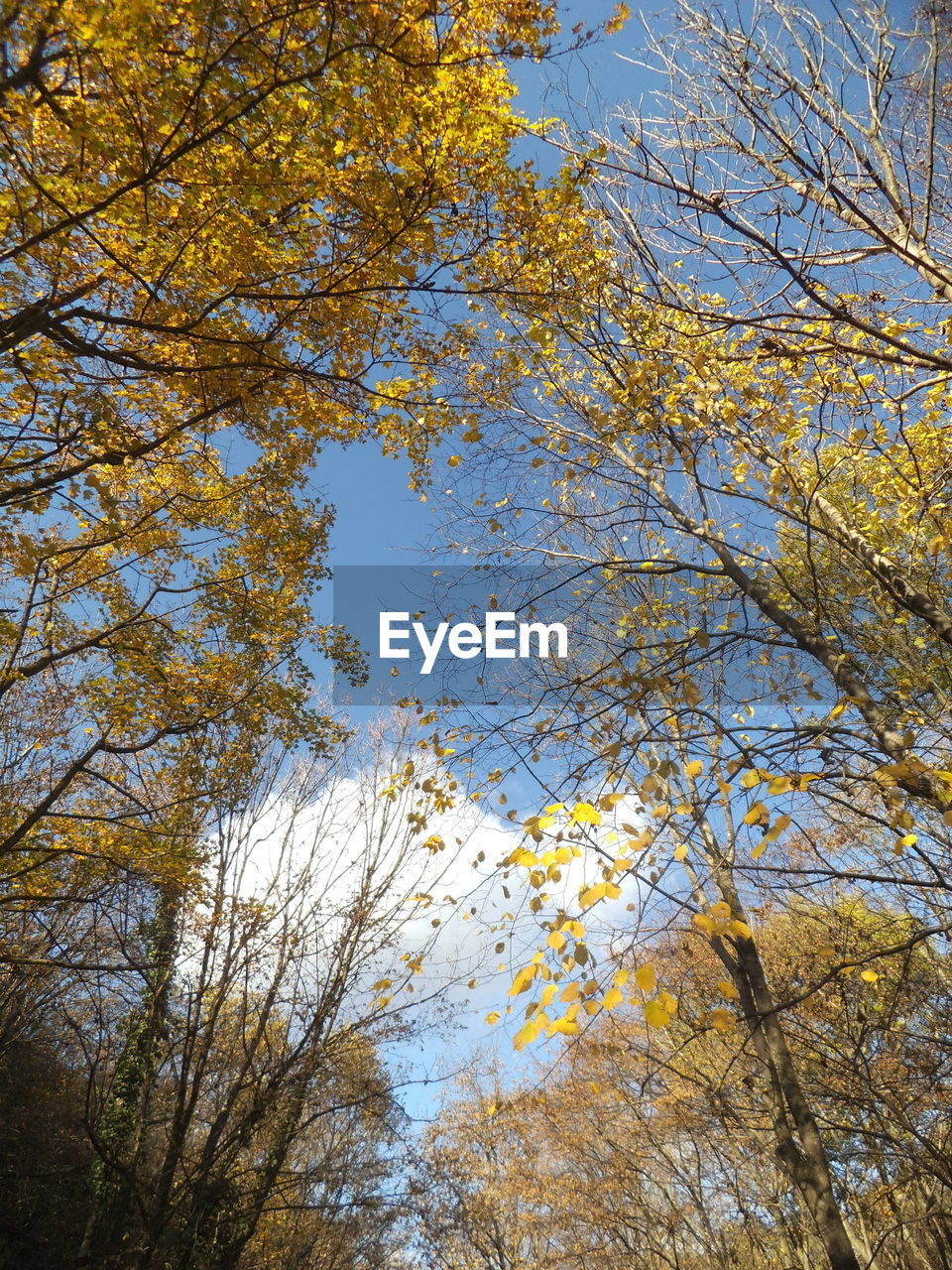 LOW ANGLE VIEW OF AUTUMN TREE AGAINST SKY