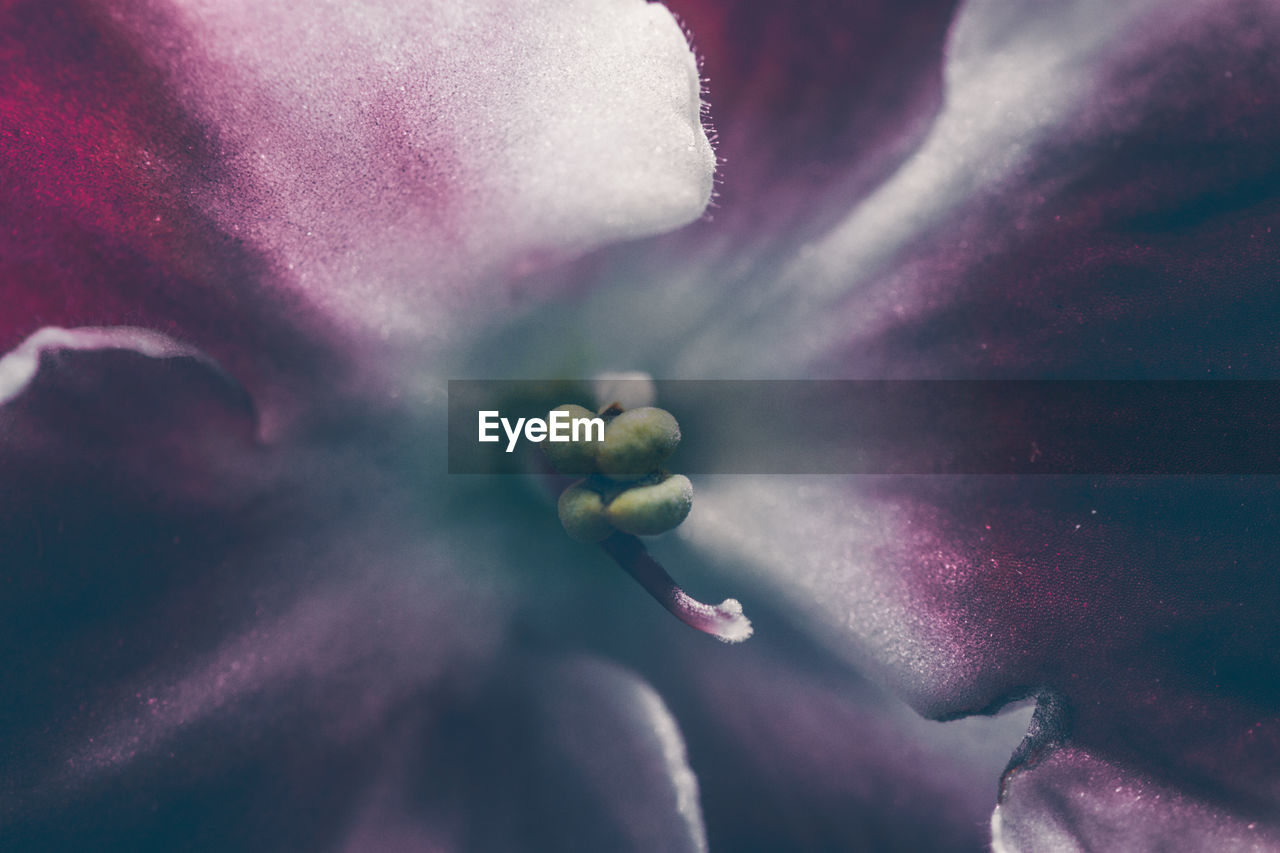 CLOSE-UP OF PURPLE FLOWER GROWING OUTDOORS