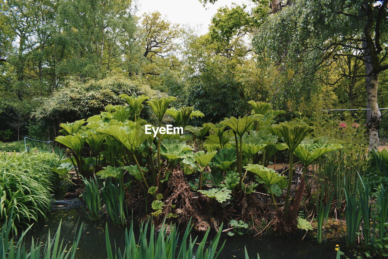 View of plants against trees