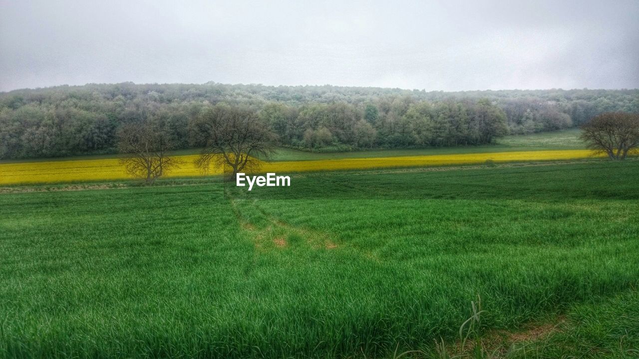 Crop in fields with forest on background