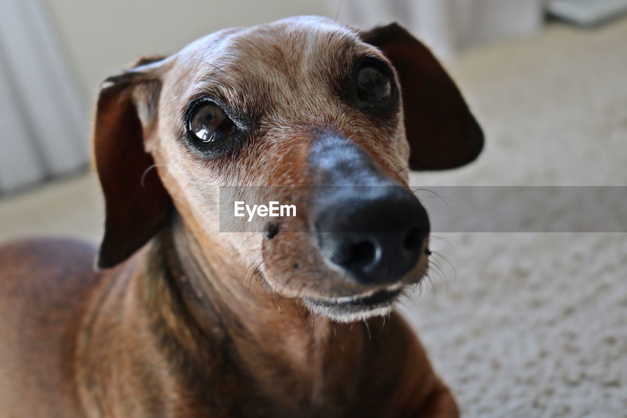 Close-up portrait of dog sitting on rug