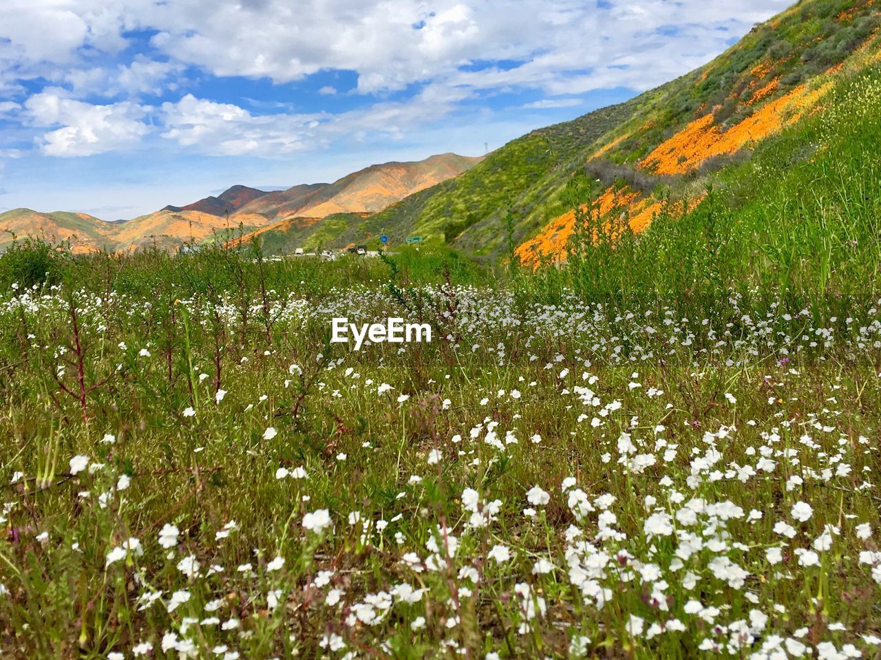 Scenic view of flowering plants on field against sky