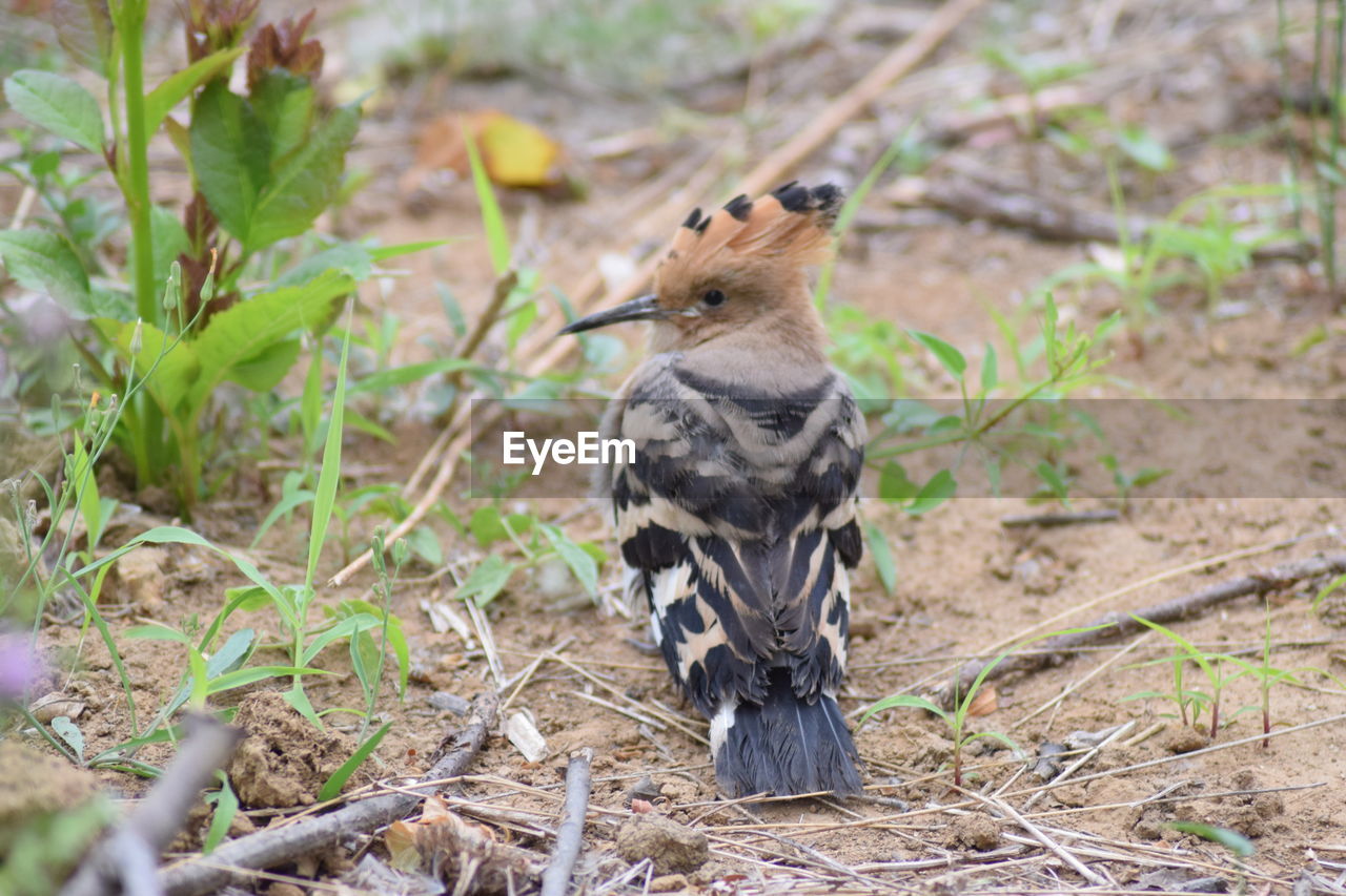 Close-up of a bird on field