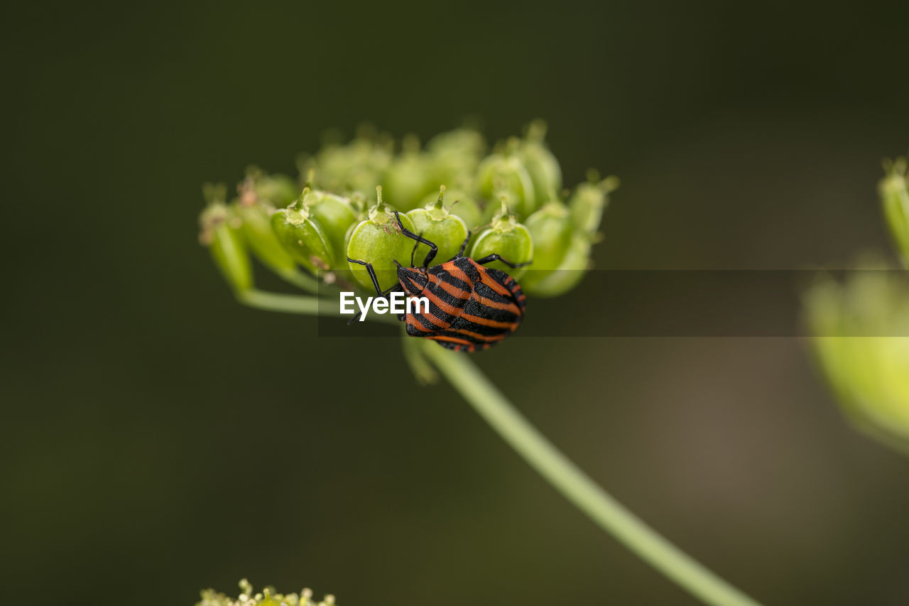 CLOSE-UP OF INSECT ON FLOWER