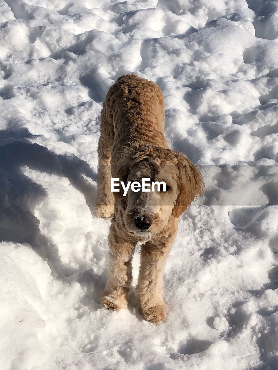 PORTRAIT OF A DOG STANDING ON SNOW COVERED FIELD