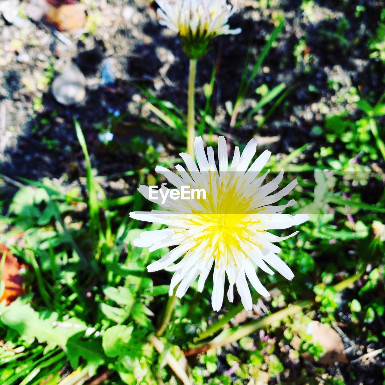 CLOSE-UP OF WHITE AND YELLOW FLOWER ON FIELD