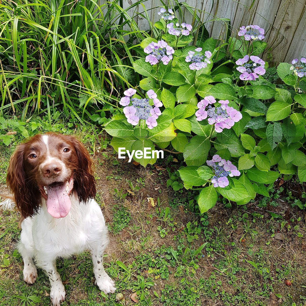 PORTRAIT OF DOG ON FLOWERS