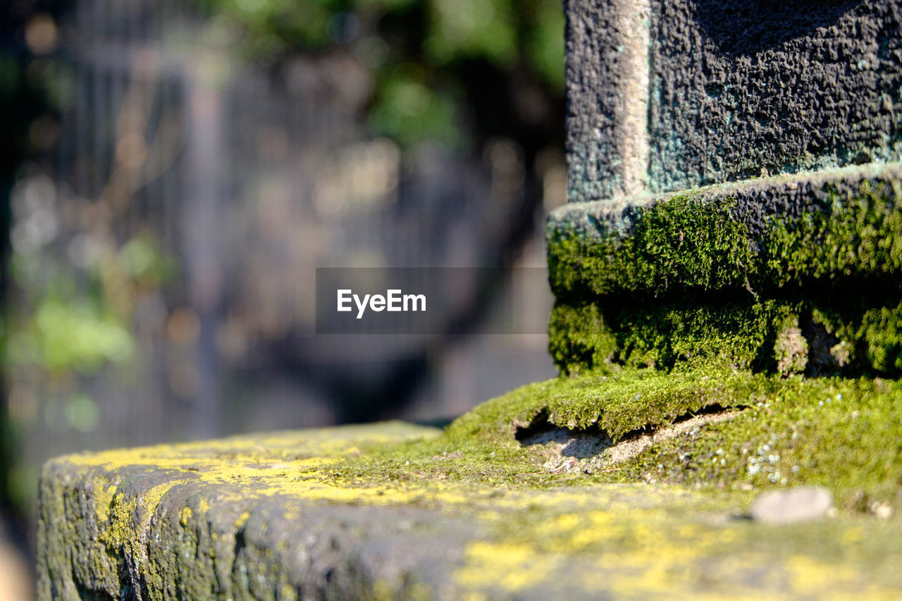 Close-up of moss covered seat