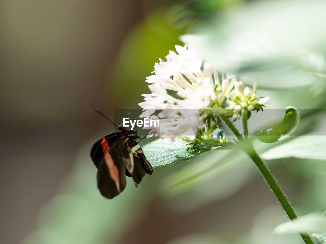 CLOSE-UP OF HONEY BEE ON FLOWER