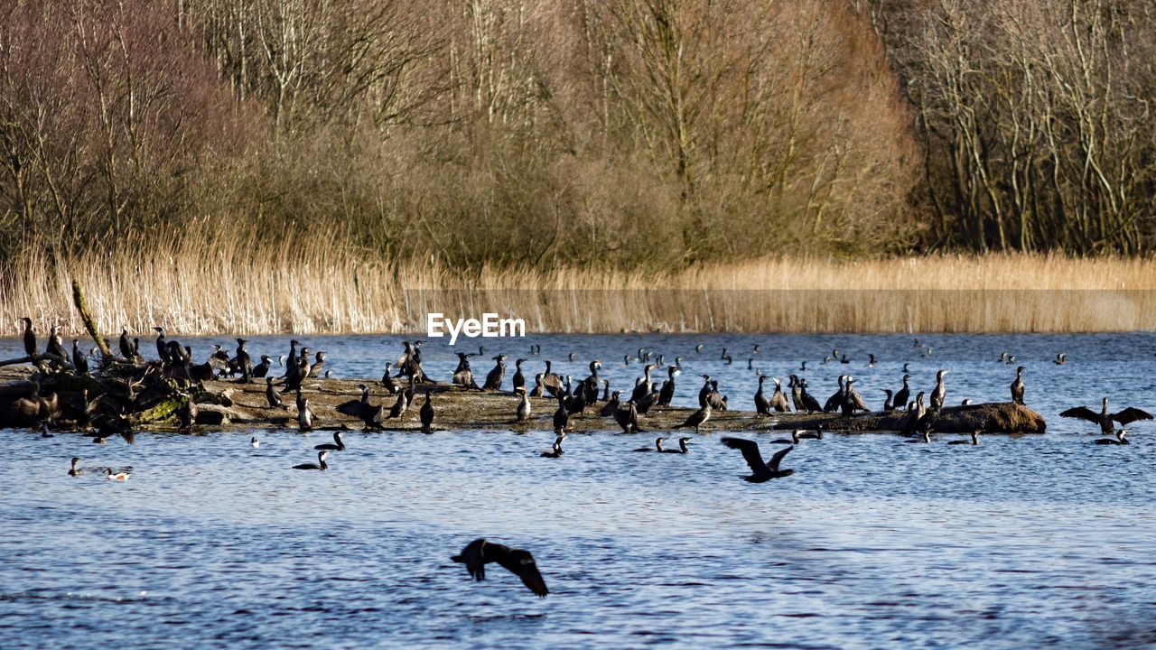 Birds flying over lake