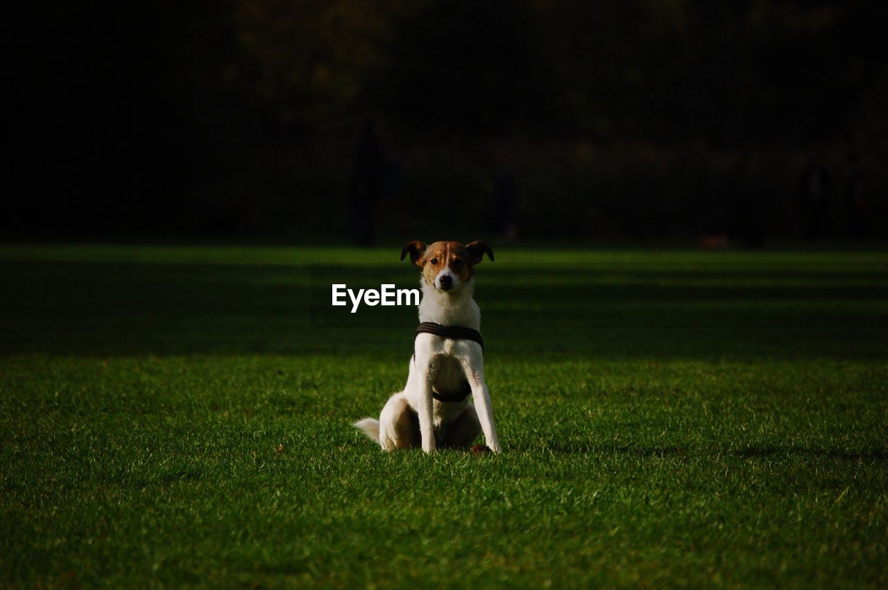 Portrait of dog sitting on field