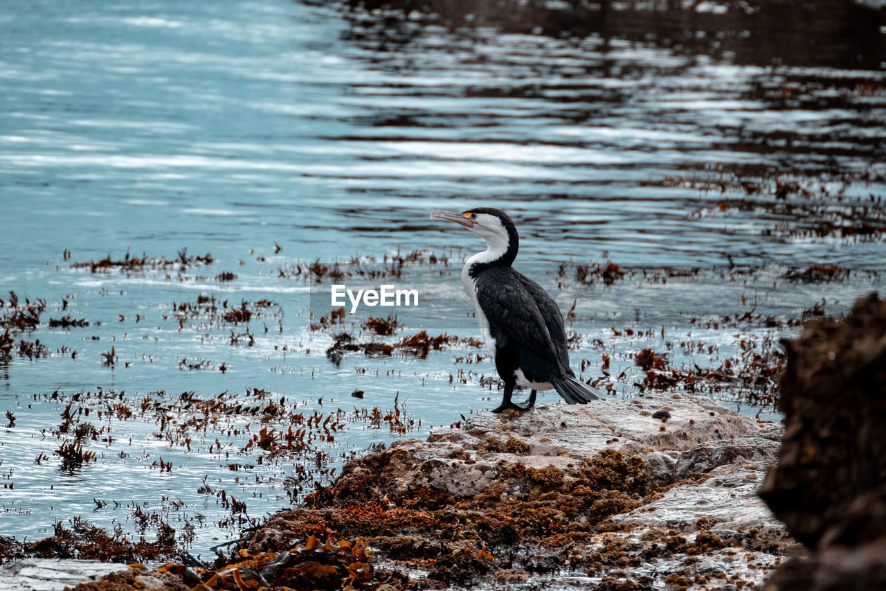 Birds perching on a rock