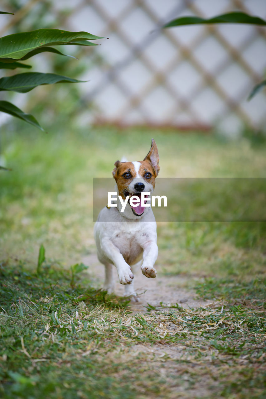 PORTRAIT OF A DOG RUNNING ON FIELD