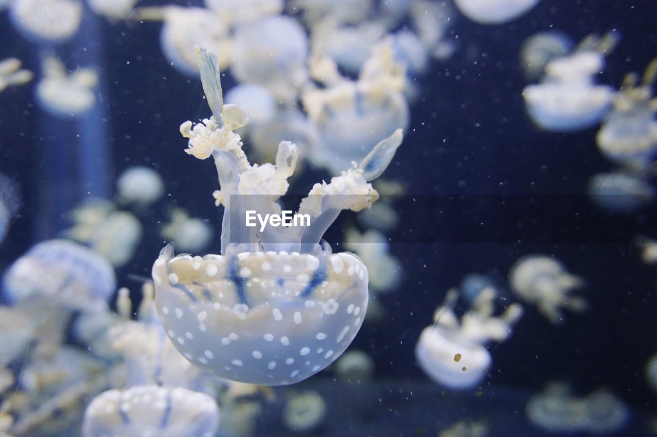 Close-up of jellyfish swimming in aquarium