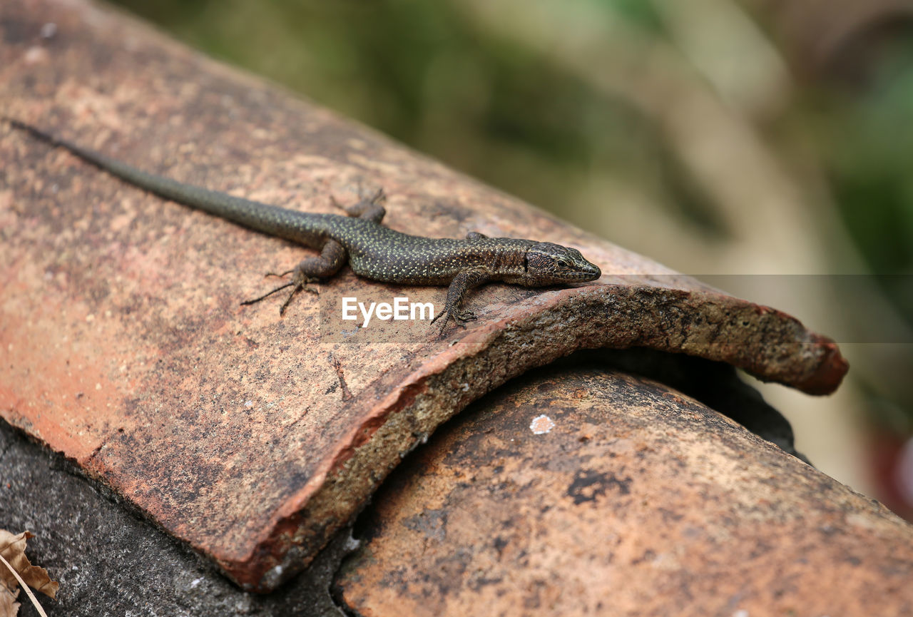 Close-up of lizard on roor tiles